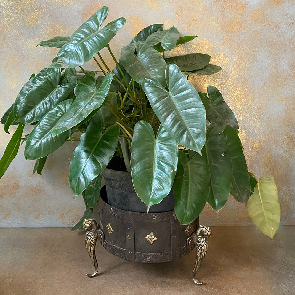 Garden Decor Online Garden Accessories Online Sunshine Boulevard